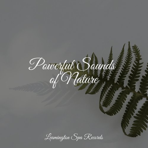 Meditating Music cover art