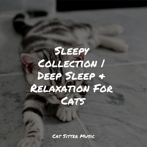 Sleepy Collection | Deep Sleep & Relaxation For Cats