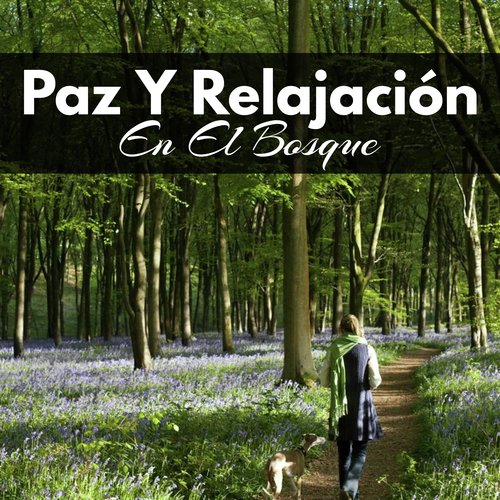 Paz Y Relajación En El Bosque_poster_image