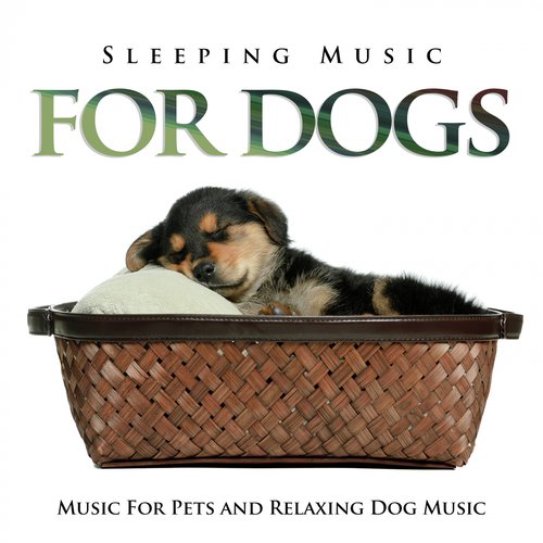 Background Music For Pets