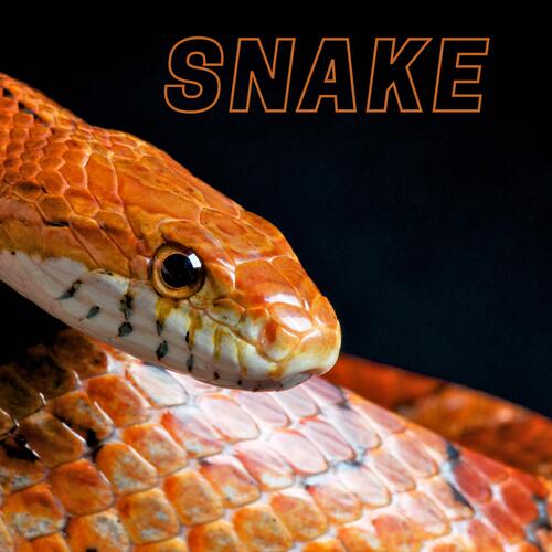 Illinformed cover art