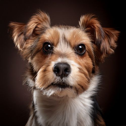 Música De Guitarra Para Perros Y Colitas Relajadas Que Se Agitan