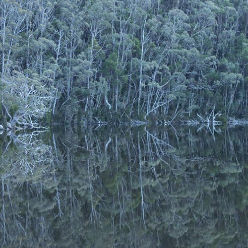 Earth of the Slumbering and Liquid Trees (feat. Zubin Kanga)