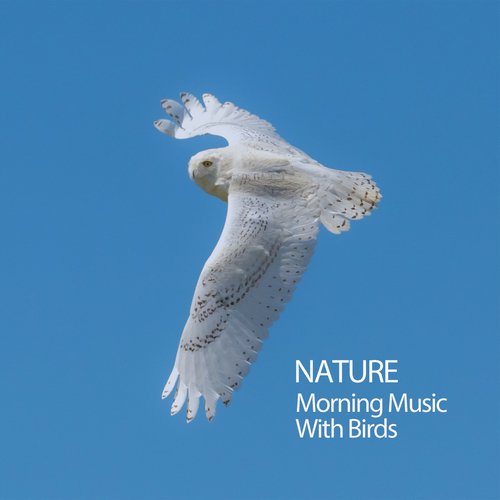 Hawk Sounds cover art