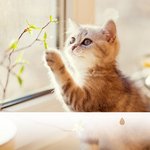 Tôt le Matin Doux au Japon dans les Montagnes