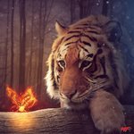 Butterflies and Fire