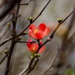 ओम भोलेशंकर