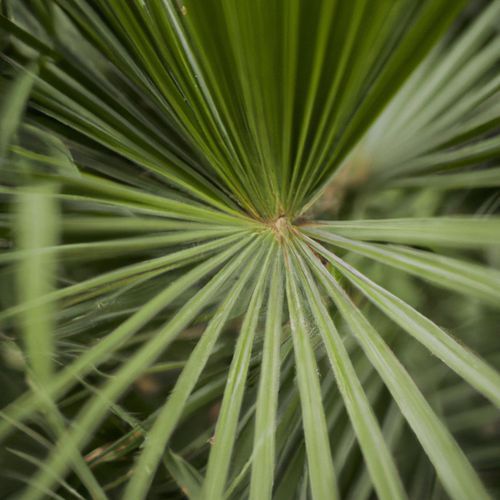 Jodi Monta Churi Kori