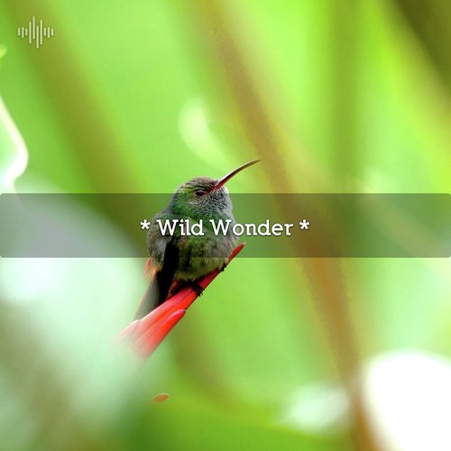 Ambient Nature Sounds cover art