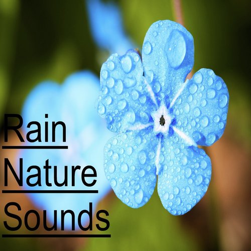 Rain Sounds - Zen