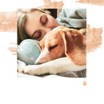 Berceuses du soir pour les chiens : Vibrations rafraîchissantes