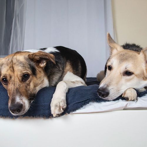 Calming Jazz for Pets cover art