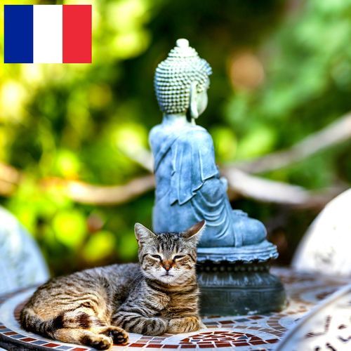 Un Chat Endormi près d'une Fontaine Zen