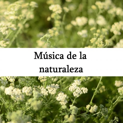 Sonidos del mar cover art