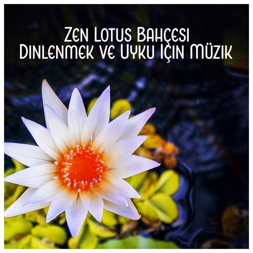 Okuma Için Müzik cover art