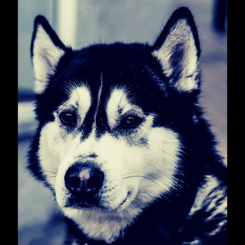 Dog Anxiety (Ambience) cover art