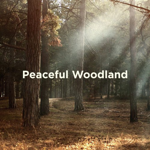 Calming Rainforest Sounds cover art