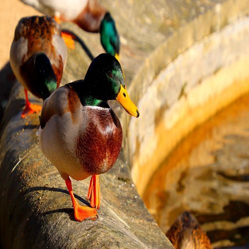 Wild Ducks in a Small Fountain