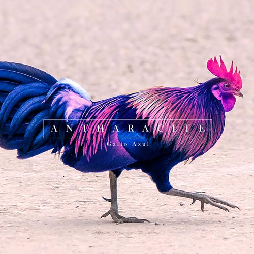 Gallo Azul cover art