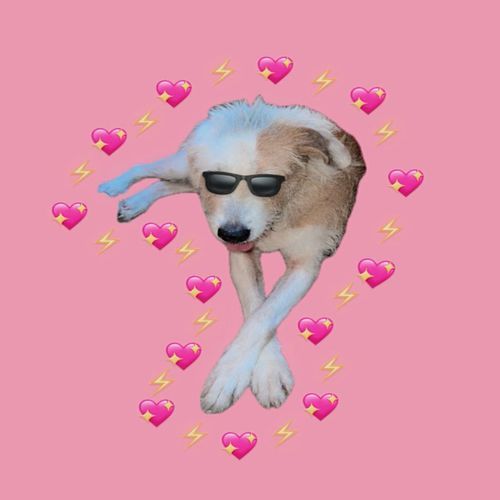 Perros Pegaos