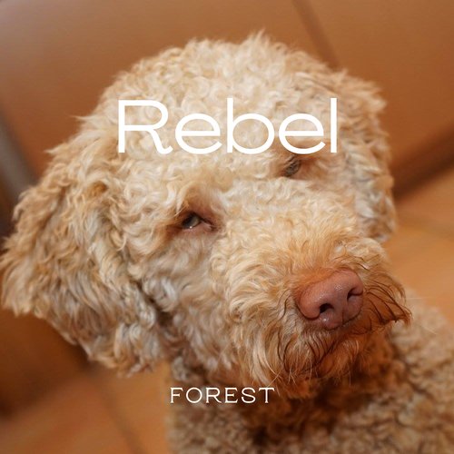 Rebel