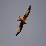 Return of the Red Kite