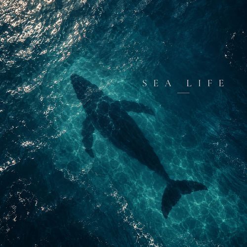 Sea Life (Piano Version)
