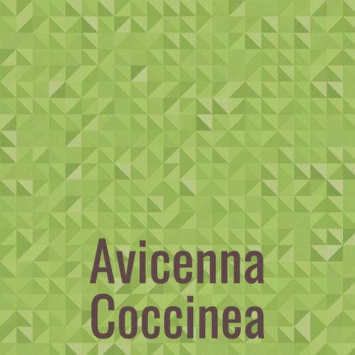 Avicenna Coccinea