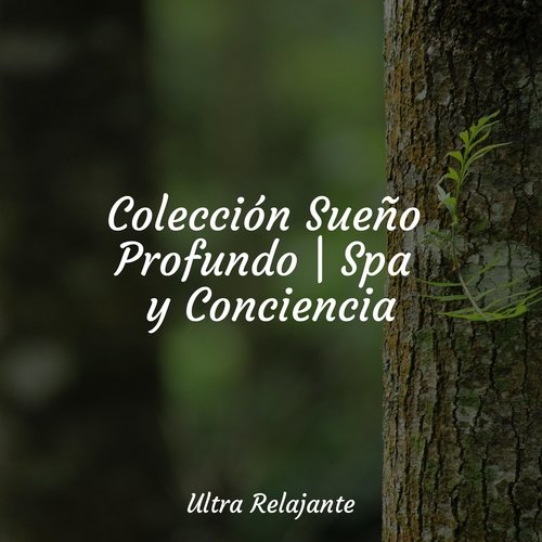 Colección Sueño Profundo | Spa y Conciencia_poster_image