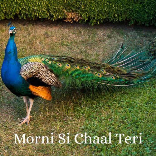 Morni Si Chaal Teri