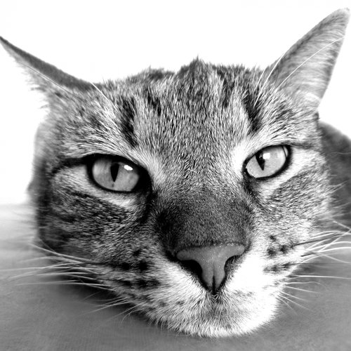 Cat music cover art