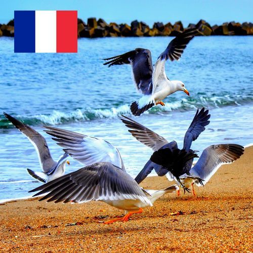 Son des Mouettes Agitées sur une Plage avant la Tempête