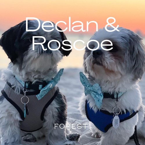 Declan & Roscoe