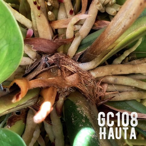 Hauta cover art