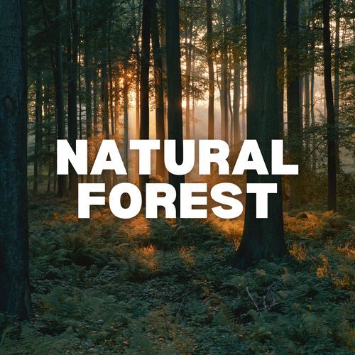 Natural Forest_poster_image