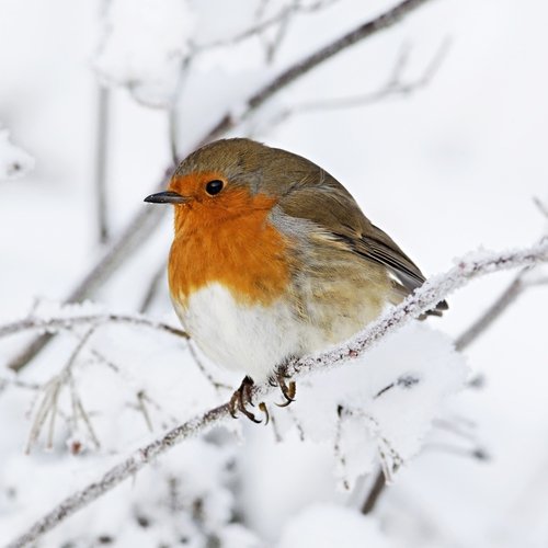 Robin cover art