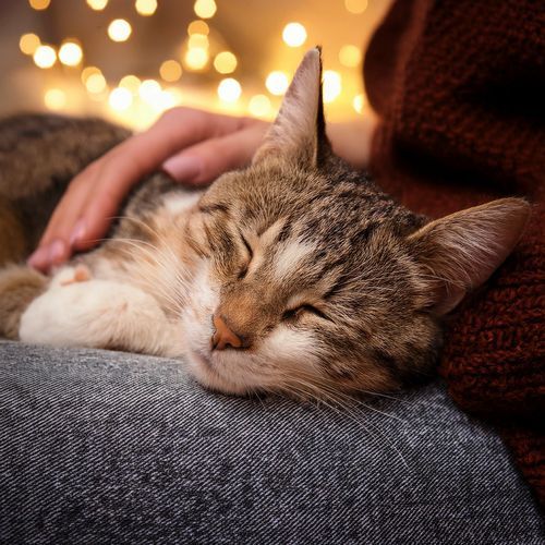 The Melody of Paws in Motion