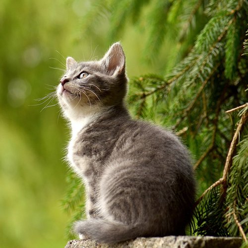 Cat music cover art