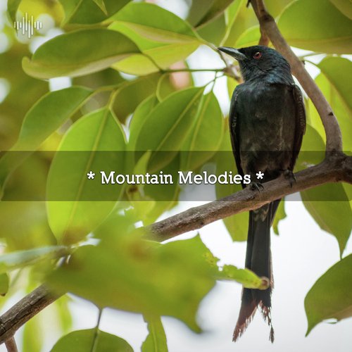 Ambient Nature Sounds cover art