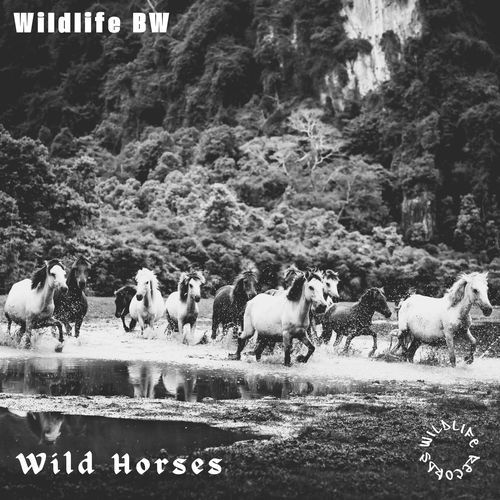 Wild Horses