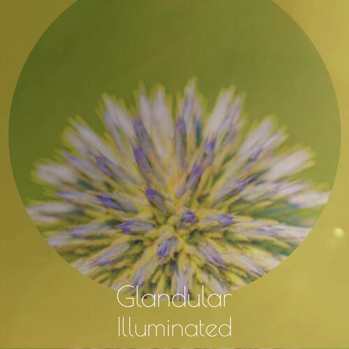 Accented Impermissible cover art
