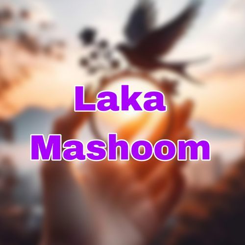 Laka Mashoom