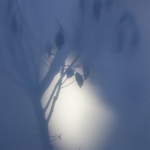 22019 [Grey Ironbark] cover art