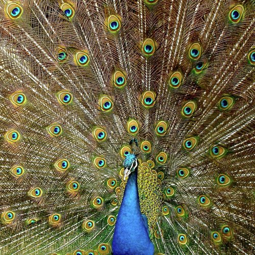 Raise Your Frequency cover art