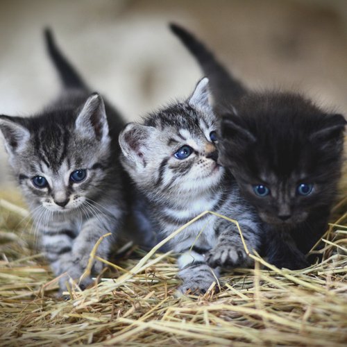 Cat music cover art