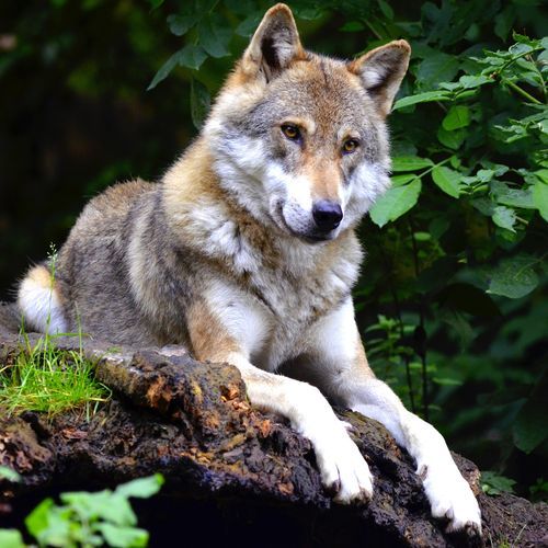 Wolves Howling on a Lake Shore
