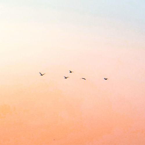 birds cover art