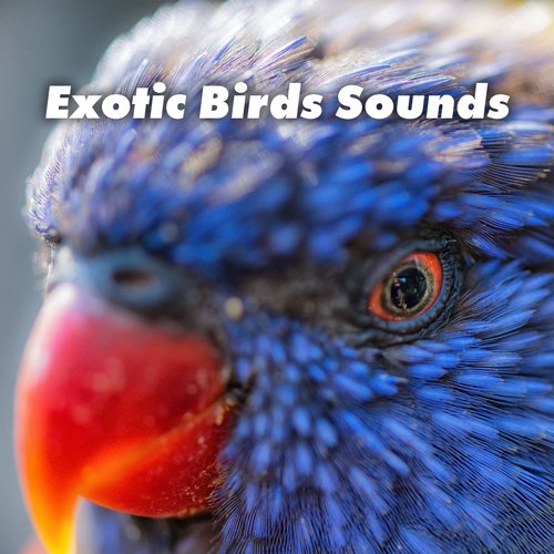 Night Birds cover art
