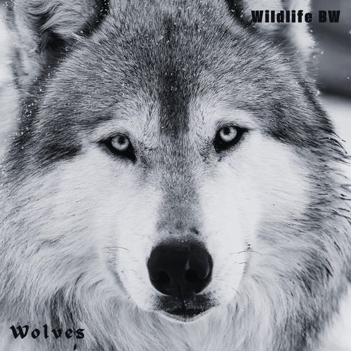 Wolves
