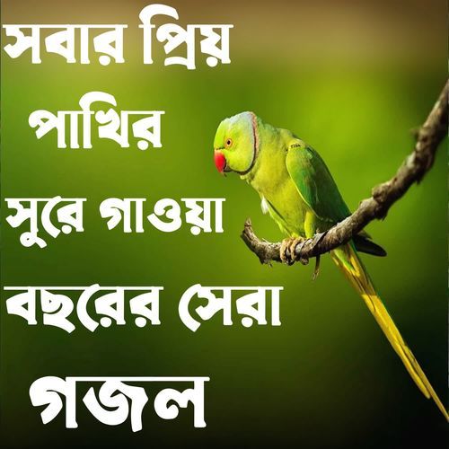 Kajol Boron Tia